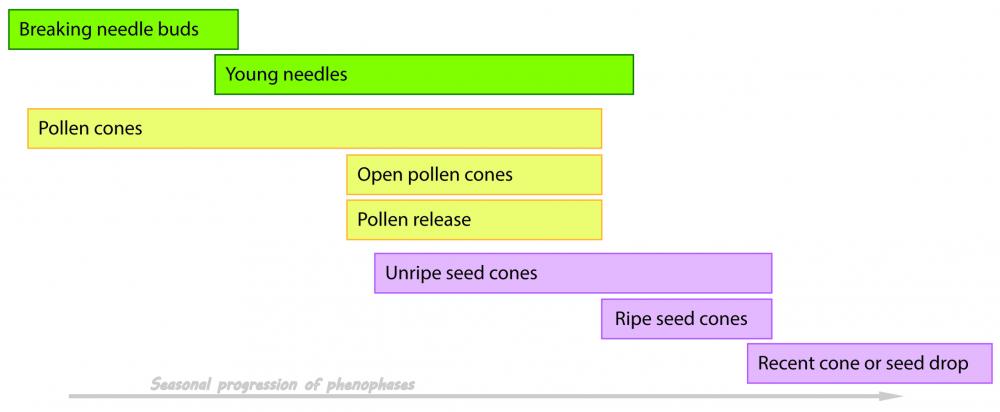 Evergreen conifer phenophase chart