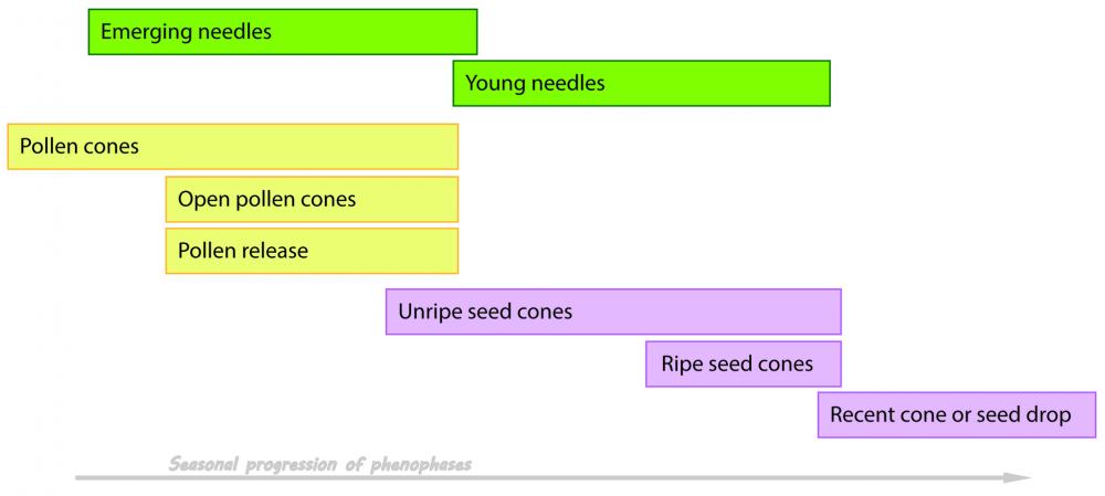 Pine phenophase chart