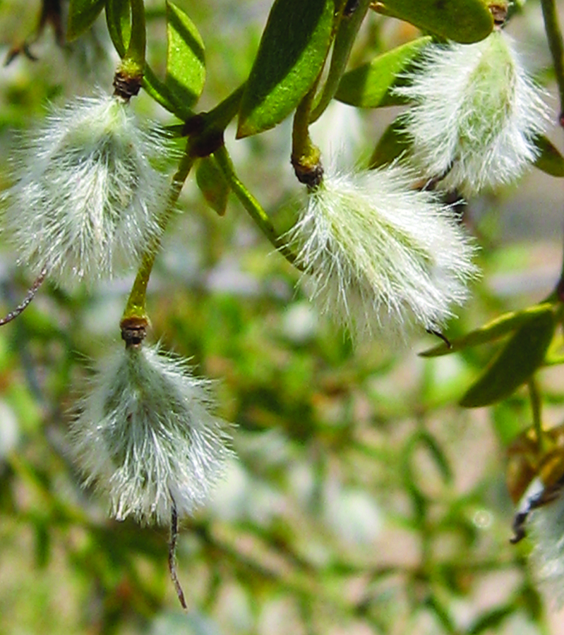 Creosote fruit