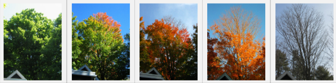 Series of photos of colored leaves