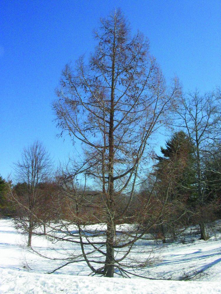 Tree without leaves in the snow