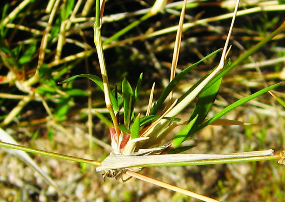 New growth on grass