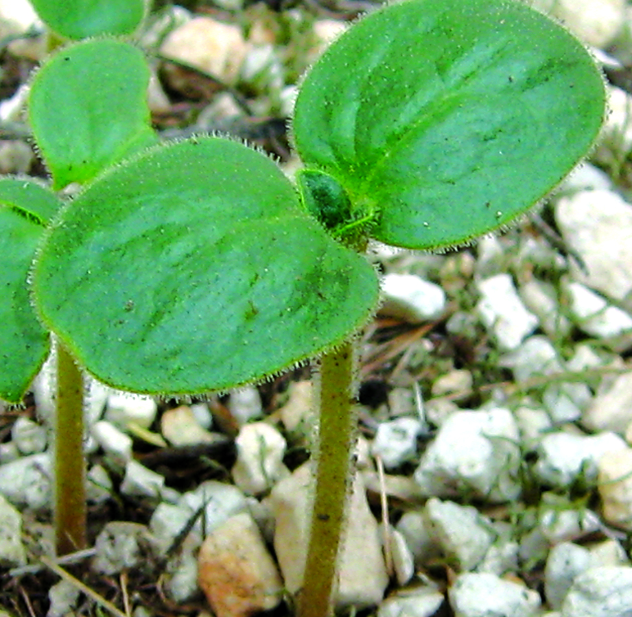 Cotyledon leaves 2
