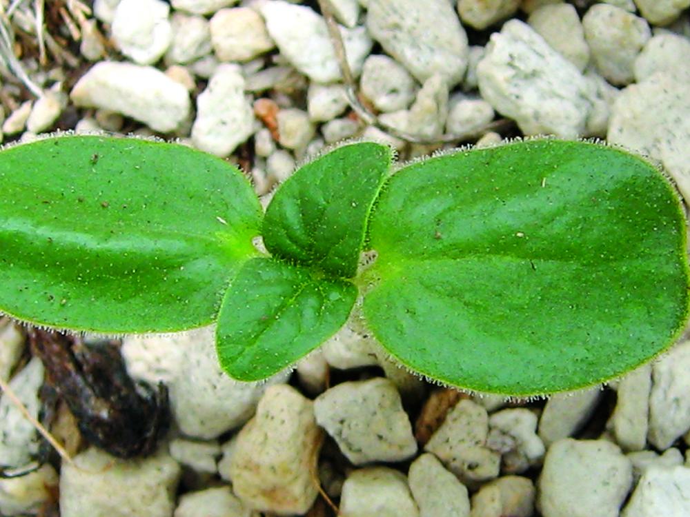 Cotyledon leaves 3