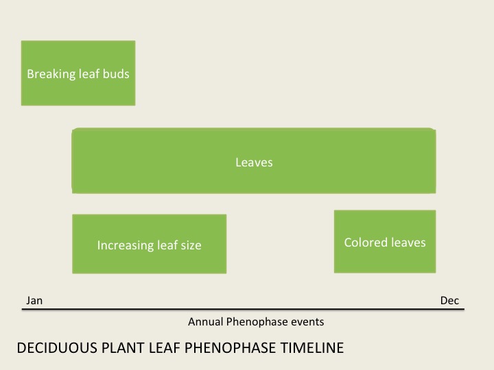 Overlapping leaves chart