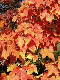 Fall color in sugar maple