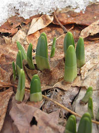 Daffodil leaves emerging from ground