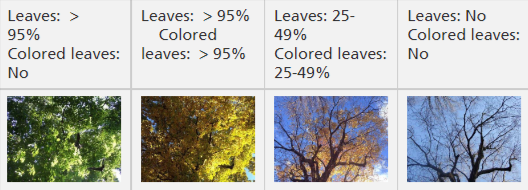 Colored leaves percentages