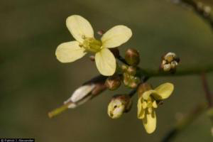 Photo for species Brassica tournefortii