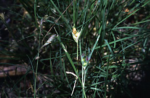 Photo for species Buchloe dactyloides