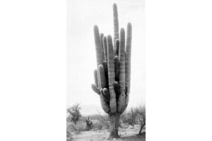 Photo for species Carnegia gigantea