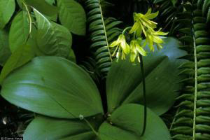 Photo for species Clintonia borealis