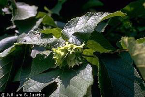 Photo for species Corylus americana