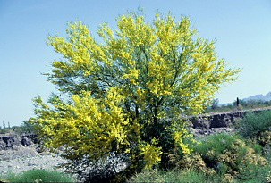 Photo for species Parkinsonia florida