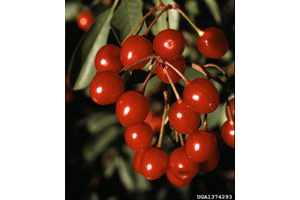 Photo for species Prunus emarginata