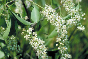 Photo for species Prunus serotina
