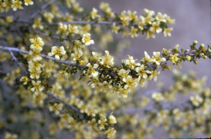 Photo for species Purshia tridentata