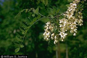 Photo for species Robinia pseudoacacia
