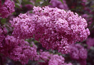 Photo for species Syringa x chinensis Red Rothomagnesis