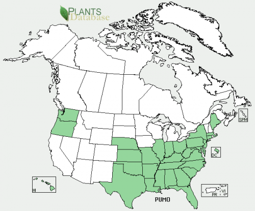 maps of montana. Pueraria montana