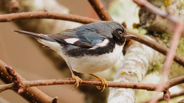 Black-throated Blue Warbler on a branch