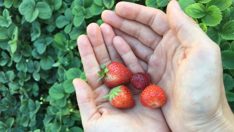 Hands holding ripe strawberries