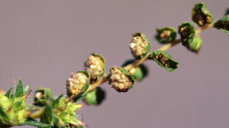 Common ragweed with flowers