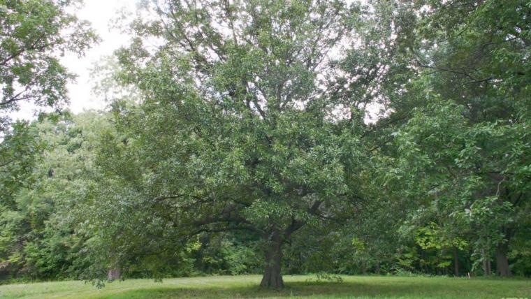 Shingle oak tree in a grassy field
