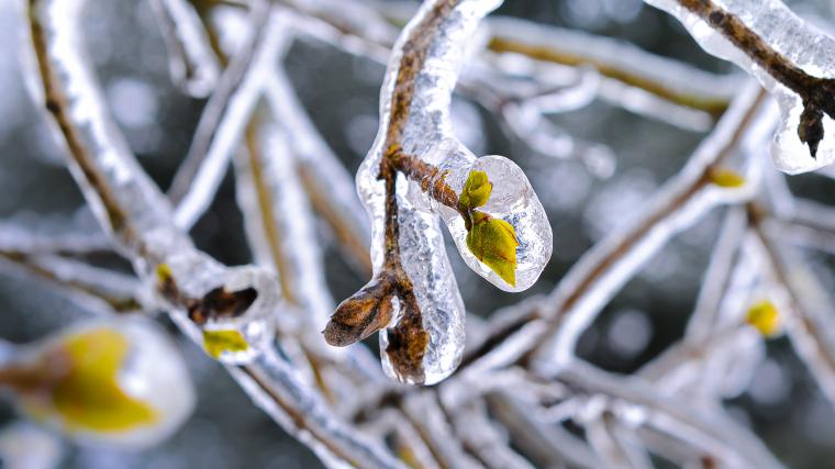 Branch with leaf buds covered in ice