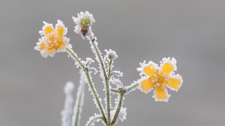 Frozen flowers in a field