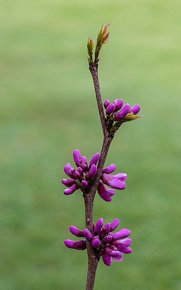 Redbud Flowers or flower buds, Photo: Agnes Monkelbaan via Wikimedia Commons, CC BY-SA 4.0