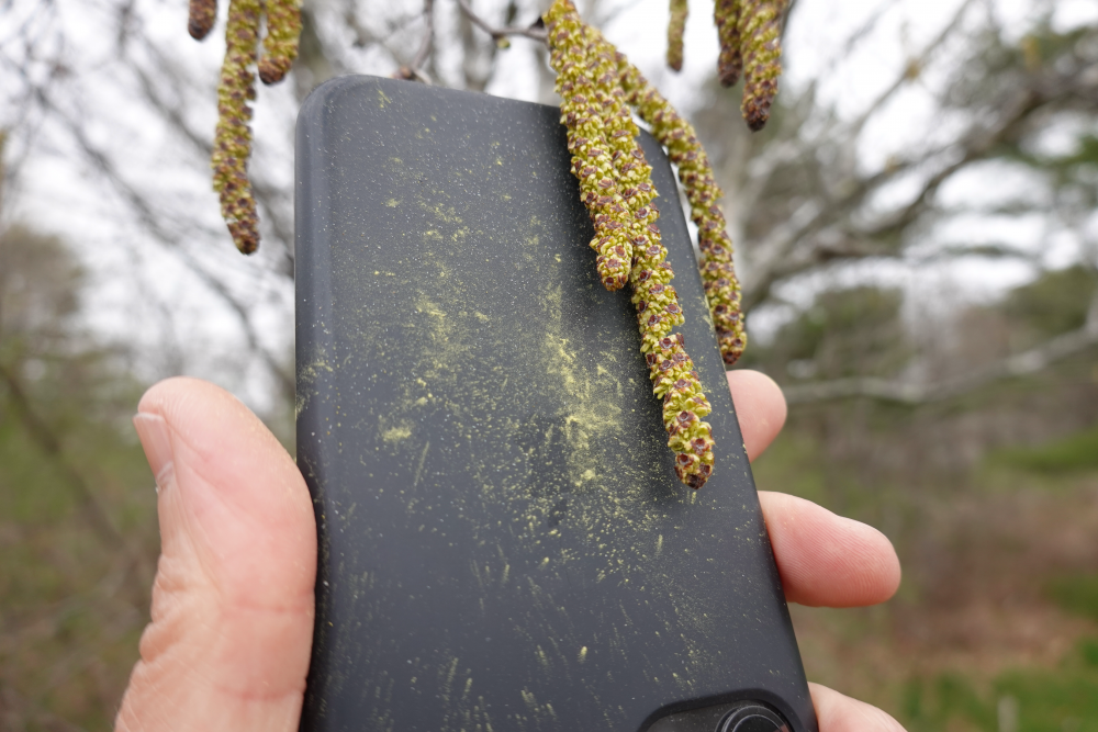 Paper birch, Betula papyrifera, pollen release, Photo: Ellen G Denny
