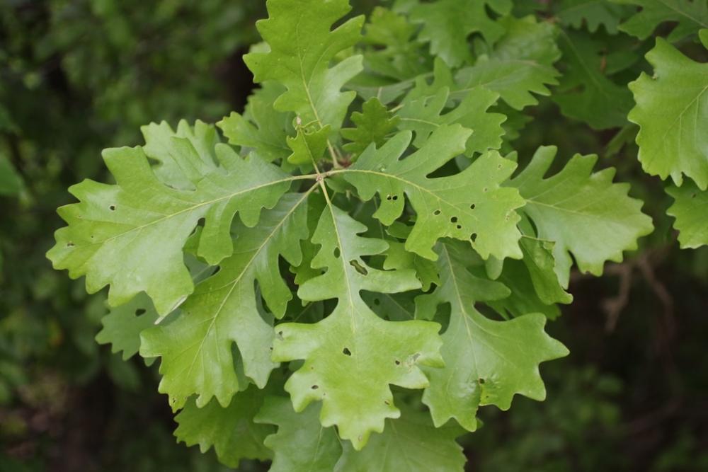 Bur oak leaves, Photo: Andrew Hipp