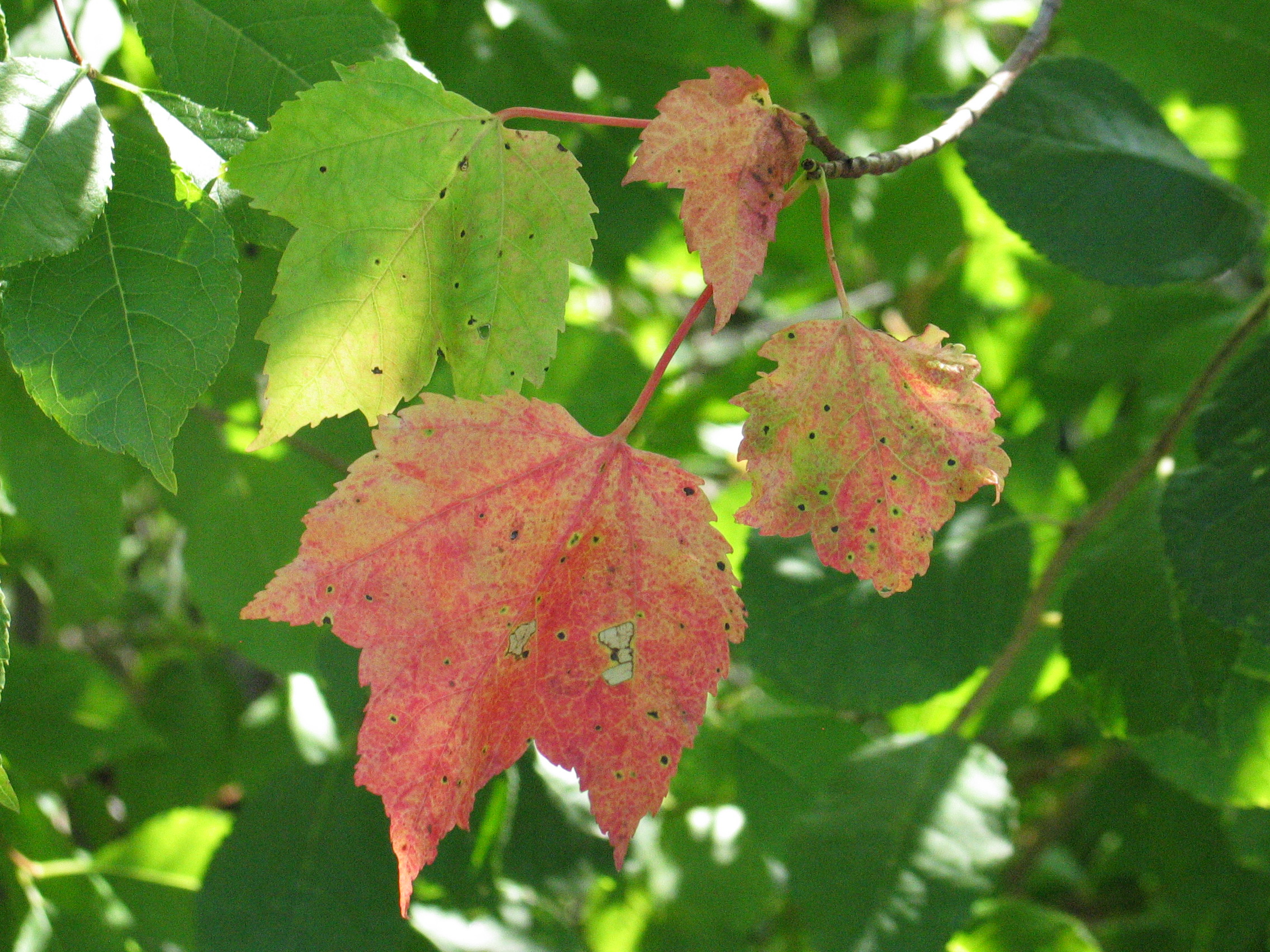 Colored Leaves, Maple, Photo: Ellen G Denny