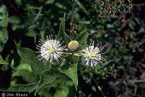 Common buttonbush, Photo: Jim Stasz, USDA-NRCS PLANTS Database