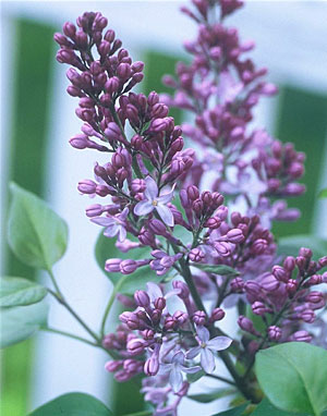lilac open flowers