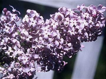 lilac full flowering