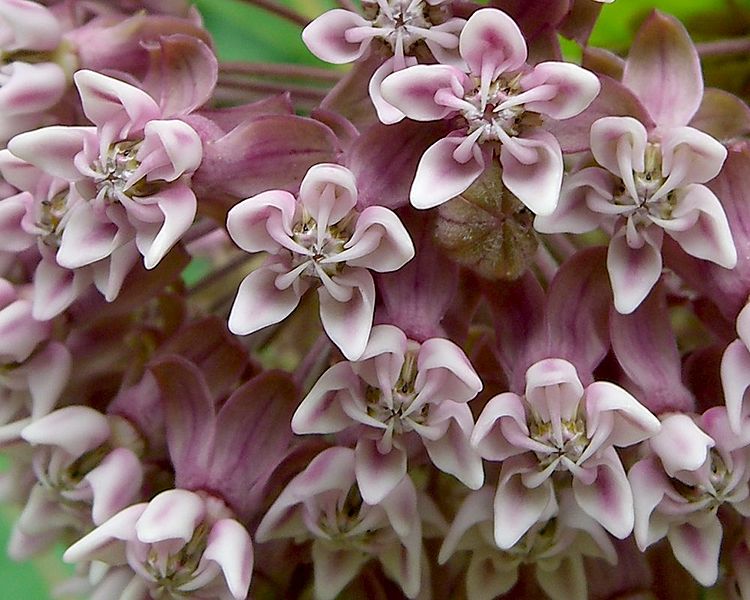 Asclepias syriaca, Photo: Jason Hollinger via Wikimedia commons