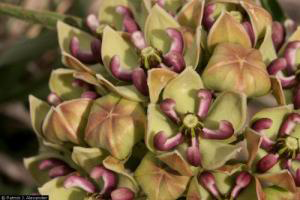 Asclepias_asperula, Photo: Patrick J. Alexander, USDA-NRCS PLANTS Database