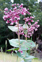 Asclepias_cordifolia, Photo: First Light at en.wikipedia (via Wikimedia Commons)