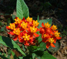 Asclepias_curassavica, Photo: Anita Gould via iNaturalist.org