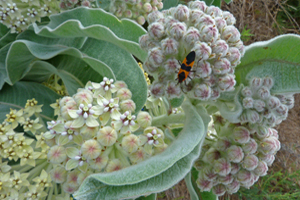 Asclepias_eriocarpa, Photo: 2011 Robert A. Hamilton.