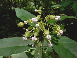 Asclepias_exaltata, Photo: Dr. John Hilty via EOL. License