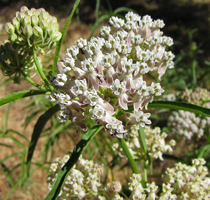 Asclepias_fascicularis, Photo: randomtruth via iNaturalist.org