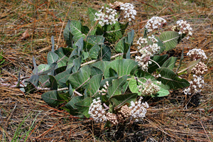 Asclepias_humistrata, Photo: Patrick Coin via iNaturalist.org