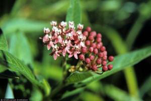 Asclepias_incarnata, Photo: R.A. Howard, USDA-NRCS PLANTS Database