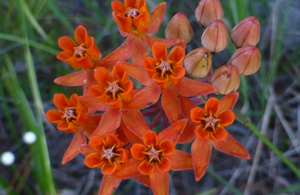 Asclepias_lanceolata, Photo: Eleanor via Flickr.