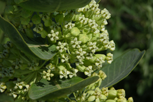 Asclepias_latifolia, Photo: Jerry Oldenettel via iNaturalist.org