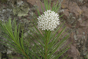 Asclepias_linaria, Photo: 2013 Wynn Anderson. Creative Commons