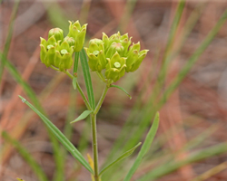 Asclepias_pedicellata, Photo: Mary Keim via iNaturalist.org